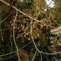 Sterculia balanghas L.